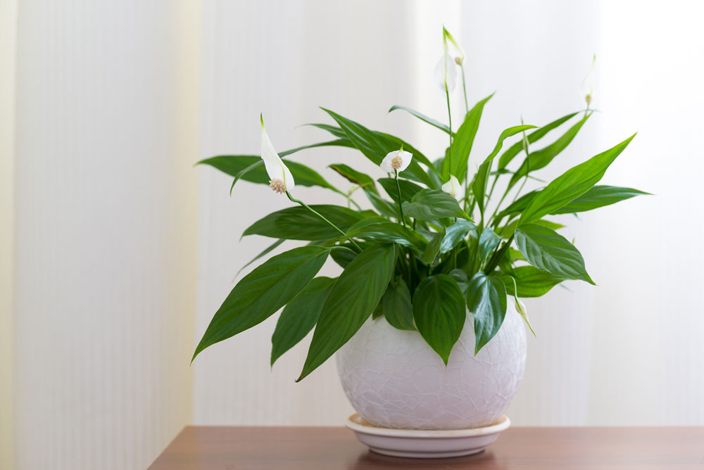 Peace Lily Houseplant Care | Indoor Plants Flowers