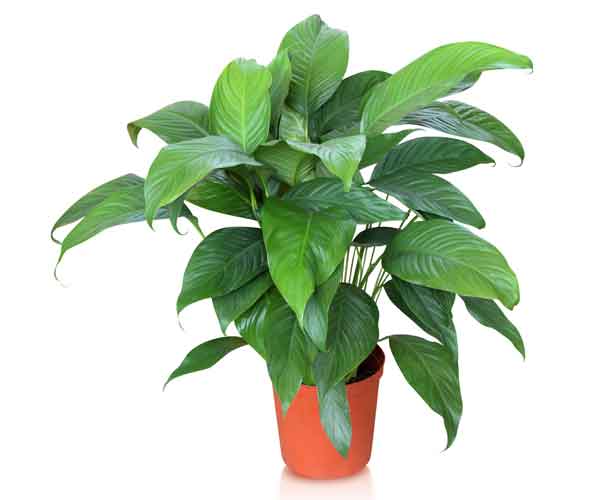 Peace Lily house plant