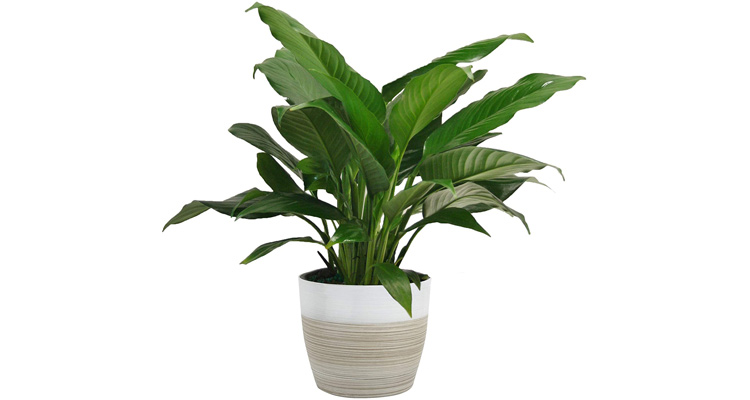 Live Peace Lily Plant in 6 Inch Pot