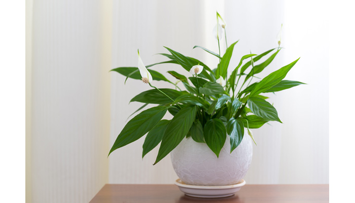 Peace Lily Plant Care | House Plants Flowers