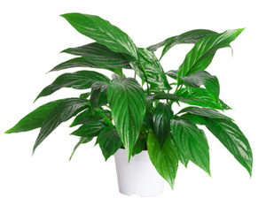 Plant Pictures | Peace Lily Plant Picture