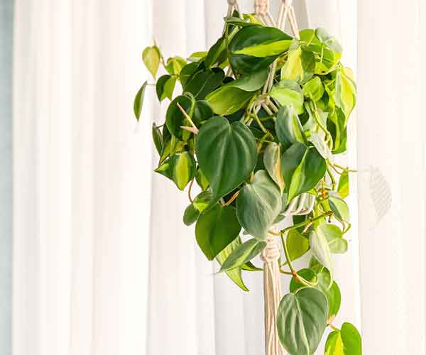 Philodendron Brasil Plant Care | Indoor Plants Pictures and Names