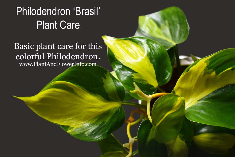 How to Care for Philodendron Brasil | House Plant Care