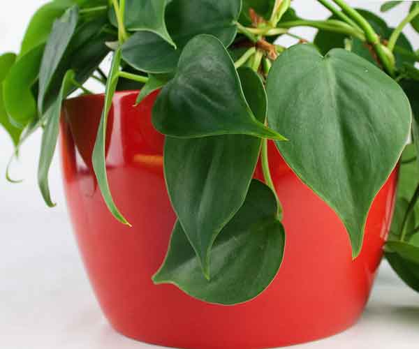 Common House Plants |Philodendron Cordatum Plant