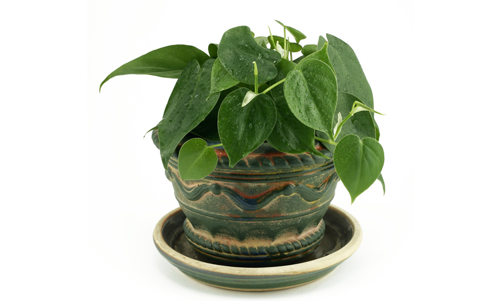 Philodendron Cordatum House Plant | House Plant Flower Care