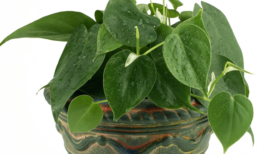 Philodendron Cordatum Plant Care - Houseplants & Flowers