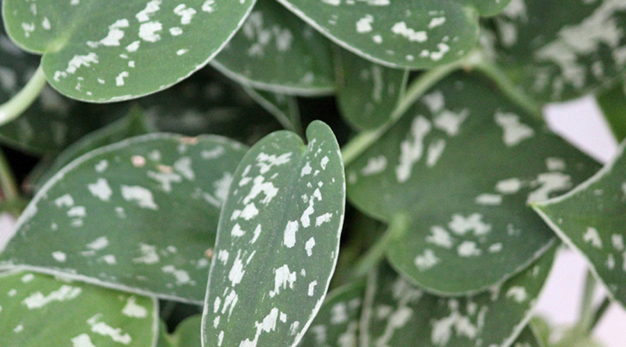 Silver Philodendron Plant Care