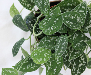 Plant Pictures | Philodendron Silver Plant