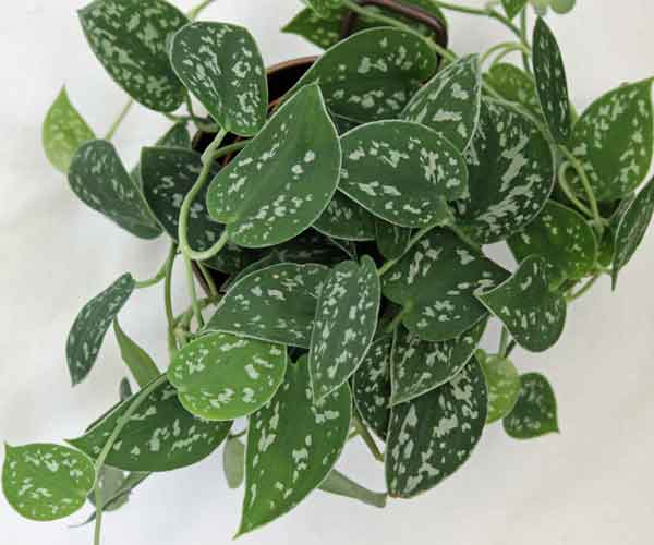 Philodendron Silver Plant Care | Indoor Plants Pictures and Names