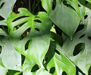 Plant Pictures | Philodendron Swiss Cheese Plant