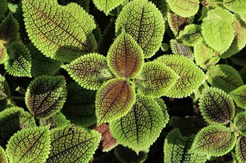 Picture of Pilea Inaequalis Plant - House Plants & Flowers