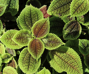 Pilea Inaequalis Picture | Pictures Flowers Plants