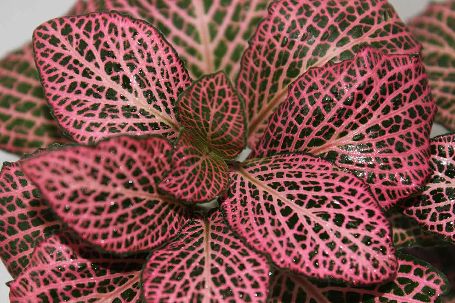 Indoor House Plants Fittonia Plant Care