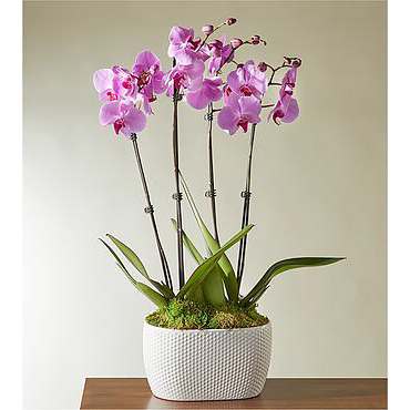 Beautiful Pink Orchid Garden | Flowers Plants Delivered