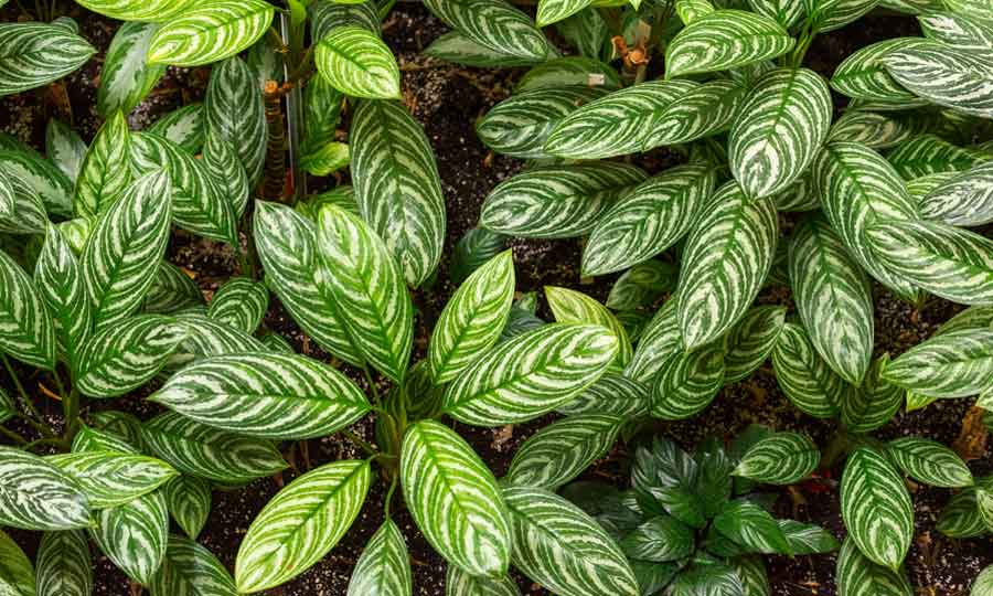 Plant Care for Aglaonema | House Plants Flowers