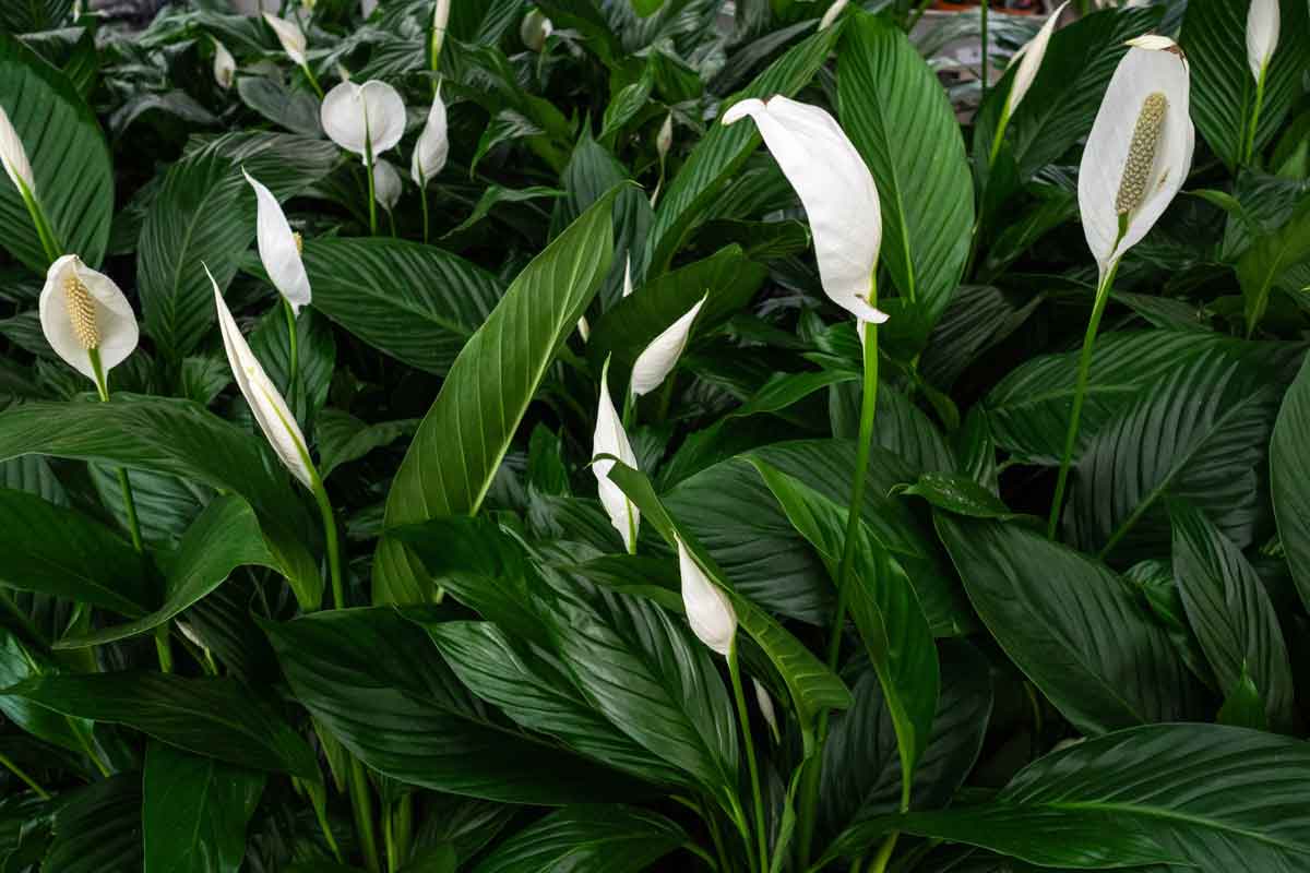 Spathiphyllum House Plant Care | Indoor House Plants Flowers