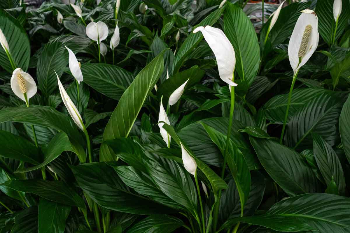 Peace Lily Houseplant