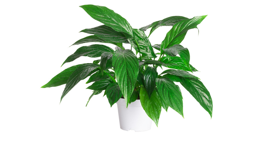 Image of Peace Lily Plant | Pictures of Flowers Plants