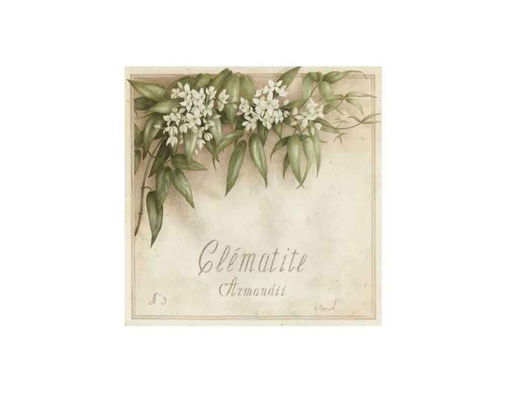 Plant Flower Poster Art White Clematis, Clematite, Vincent Perriol