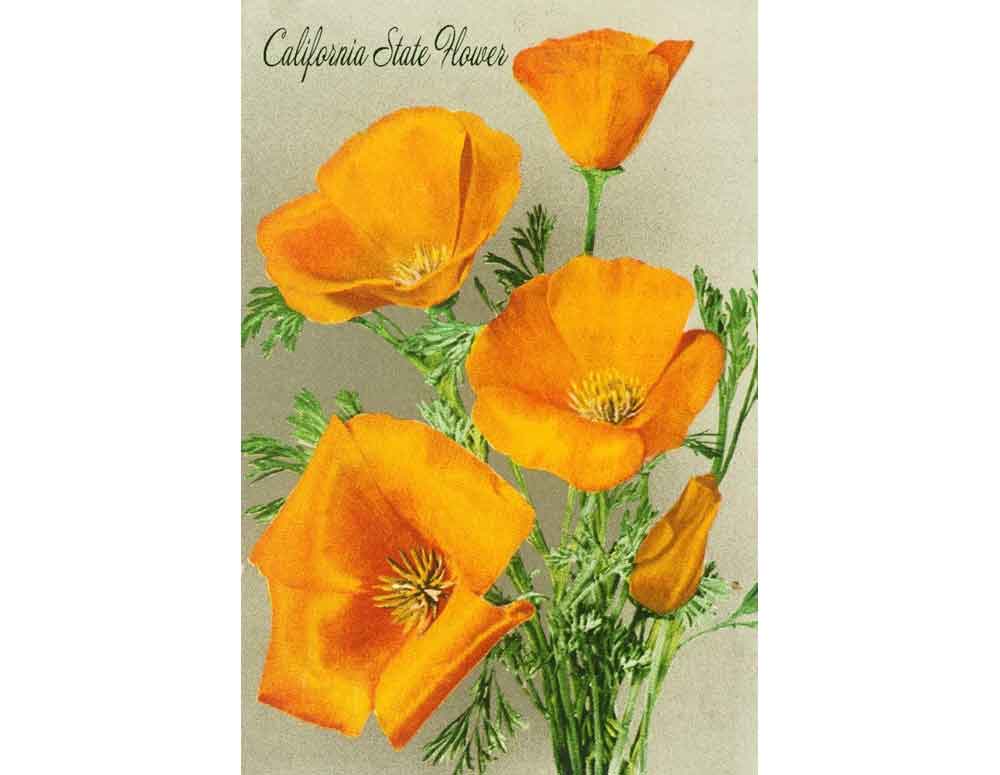 Flower Plant Poster Art - California Poppies Poster