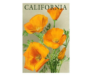 Orange California Poppies Poster Art | Botanical Flower Plant Art