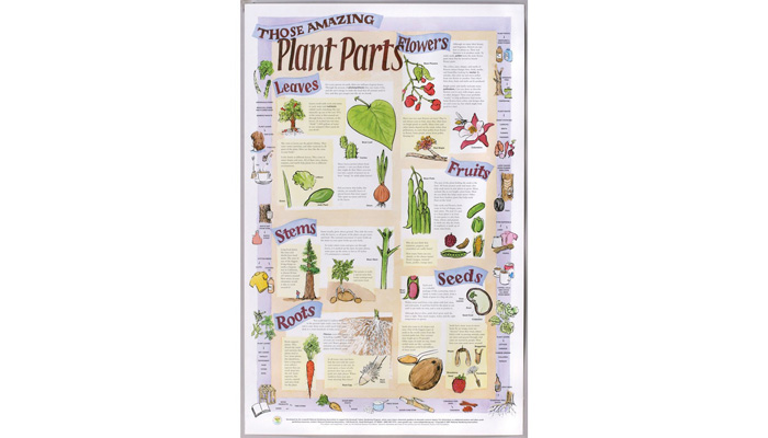 Plant Flower Poster - Plant Part Functions
