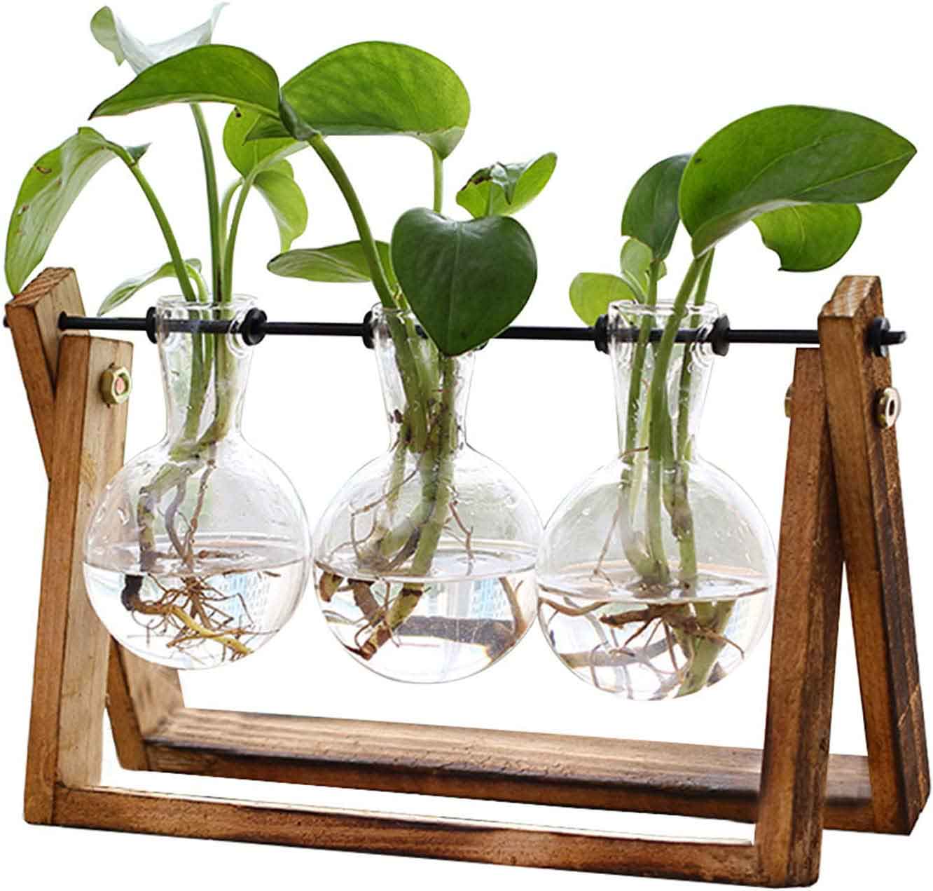 Grow Cuttings in Water