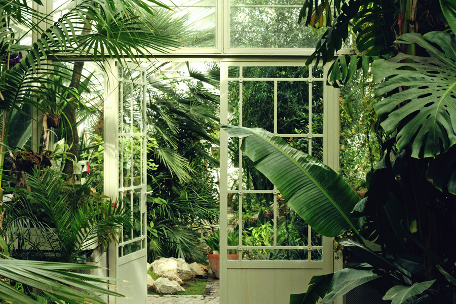 Tropical Plants in Home Greenhouse