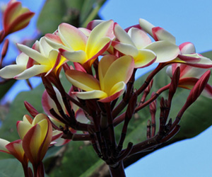Plant Pictures | Plumeria Flower Plant Picture