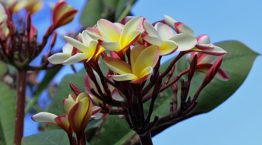 Image of Plumeria Flowers | Images Flowers Plants