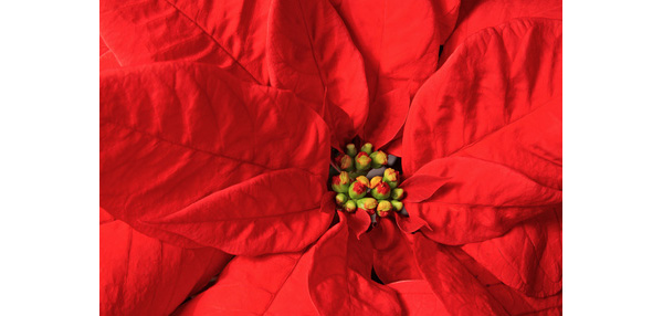 Unopened Flowers in Poinsettia Bract | Poinsettia Plants Flowers