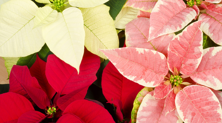 How to Care for Poinsettia Plants | House Plants Flowers