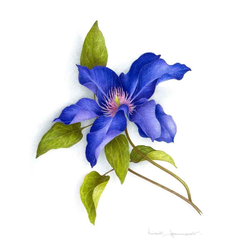 Plant Flower Botanical Poster, Clematis, Clematite by Artist Vincent Jeannerot