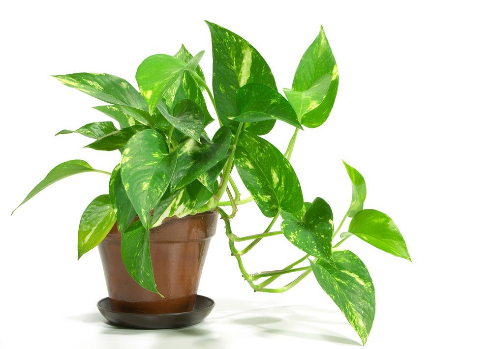 Golden Pothos Care | Indoor House Plants