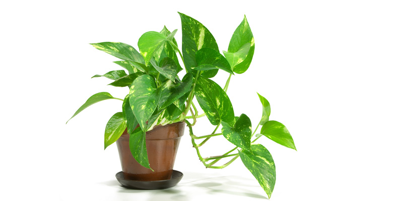 Indoor Plants Flowers Care | House Plant Store