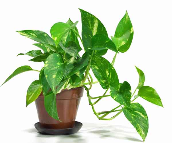 Pothos Houseplant Care | Indoor Plants Flowers