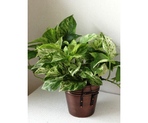 Best Indoor Plants | Pothos House Plant