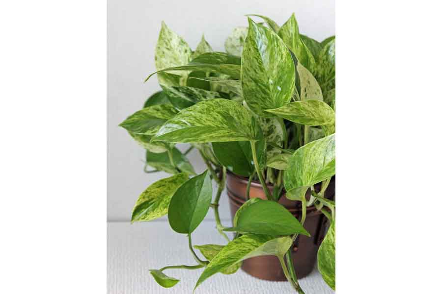Picture of Pothos Marble Queen Plant - Plant Flower Images
