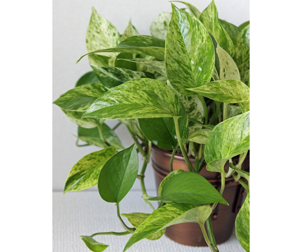 Indoor House Plants | Pothos Marble Queen Care