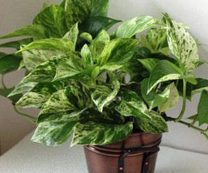 Plant Pictures | Pothos Marble Queen Plant