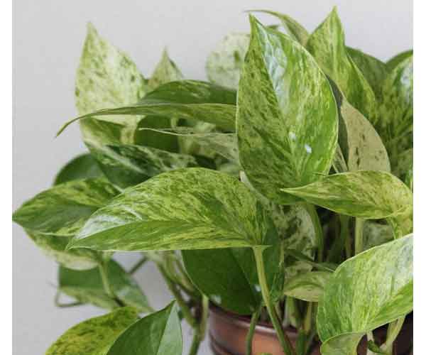 Pothos Marble Queen house plant