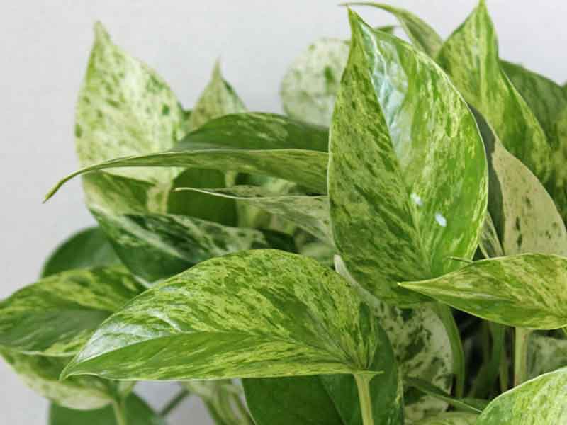 Pothos Marble Queen Care | Houseplants Flowers