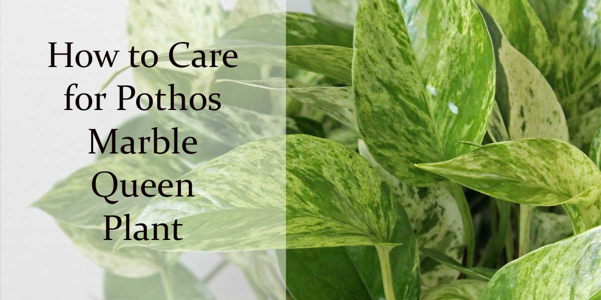 Plant Care Pothos Marble Queen | House Plants Flowers