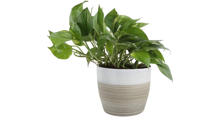 Golden Pothos Plant in 6 Inch Ceramic Pot Costa Farms