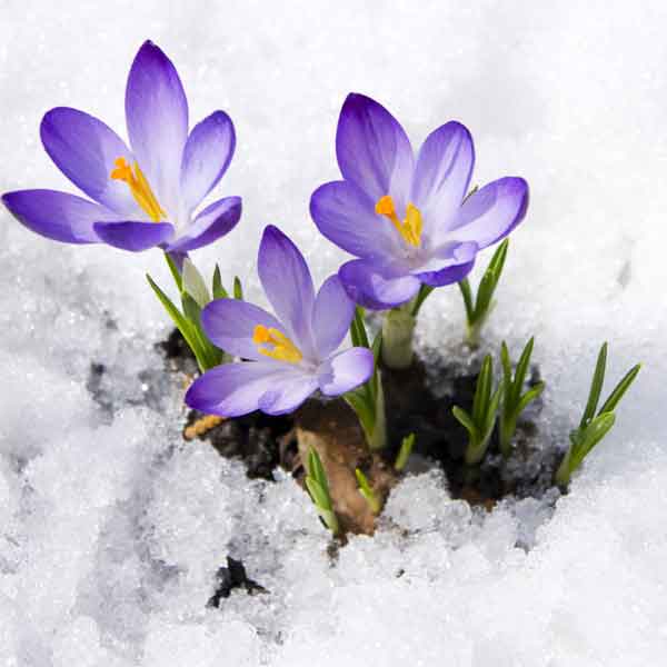 Common Flowers in the U.S. Pictures and Care