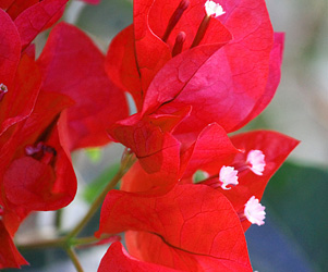 Pictures Bougainvillea Flowers | Plants Flowers Pictures