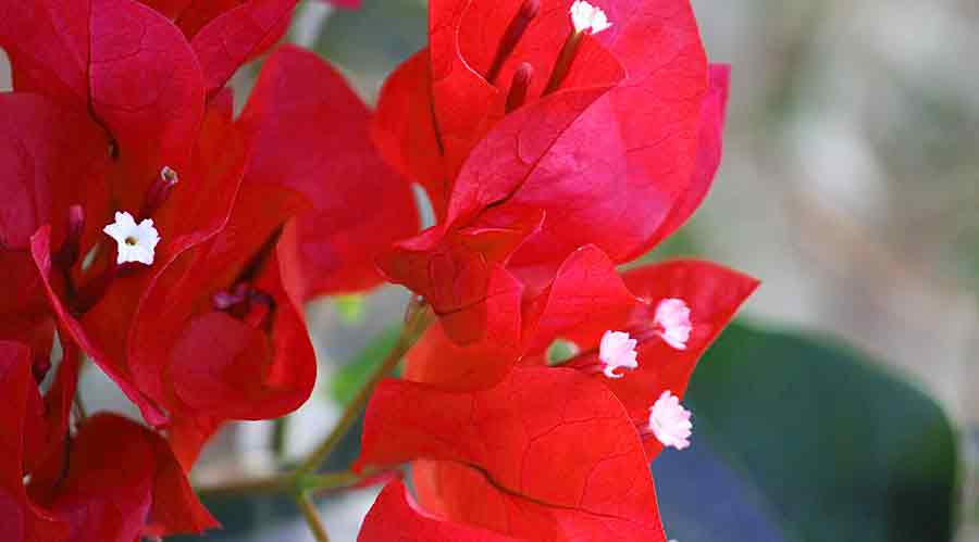 Picture of Red Bougainvillea Flowers Close-Up