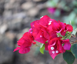 Plant Pictures | Red Bougainvillea Picture