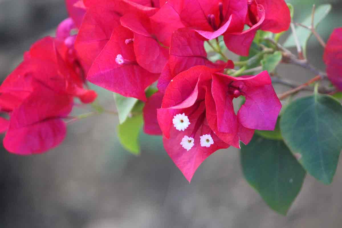 Image Red Bougainvillea Flower | Plant Flower Images