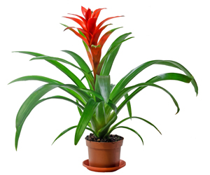 Guzmania Bromeliad | Bromeliad Plant Care